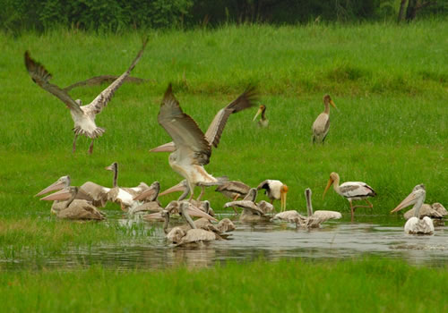 Minneriya National Park Minneriya National Park