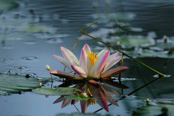 Minneriya National Park Minneriya National Park