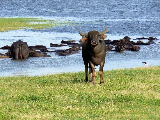 Minneriya National Park Minneriya National Park