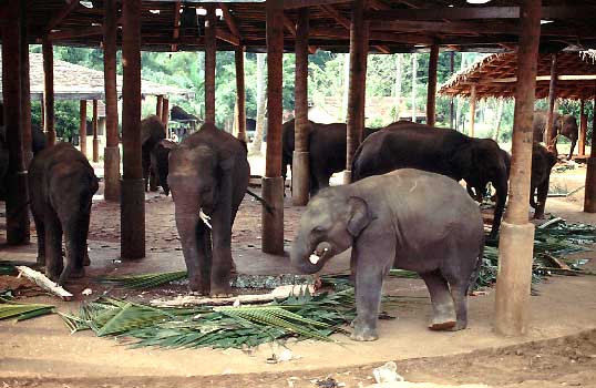 Pinnawala Elephant Orphanage