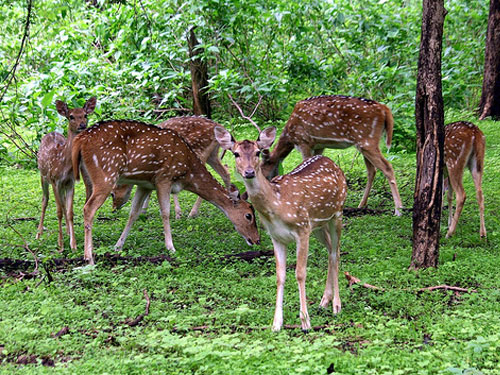 Yala National Park Yala National Park