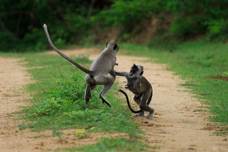 Yala National Park Yala National Park