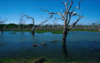 Yala National Park Yala National Park