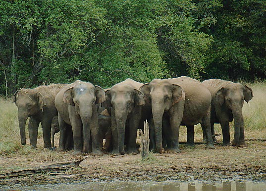 Yala National Park Yala National Park