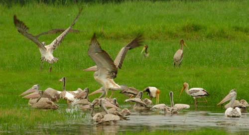 DAY 2 : Habarana - Polonnaruwa - Minneriya - Habarana