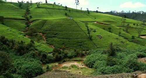DAY 6 : Kandy - Nuwara Eliya