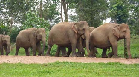 DAY 7 : Kandy - Pinnawela - Kandy